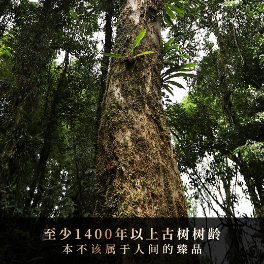 【班章王茶王】真正老客追求的奢侈宝物全球仅此一棵 成就天生贵族滋味，论霸气、回甘能打败本品的只有陈化后的自己全球仅45饼 商品图1