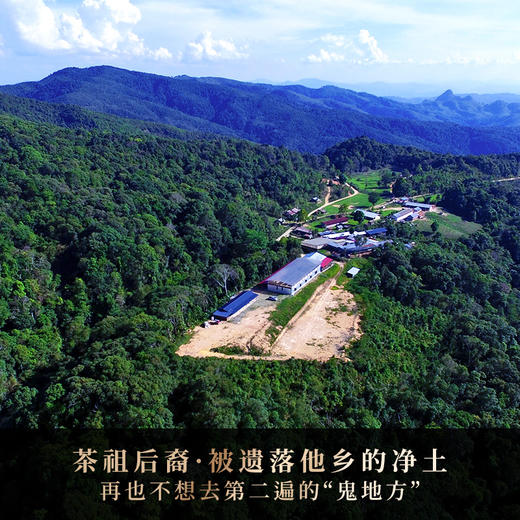 【班章王茶王】真正老客追求的奢侈宝物全球仅此一棵 成就天生贵族滋味，论霸气、回甘能打败本品的只有陈化后的自己全球仅45饼 商品图9