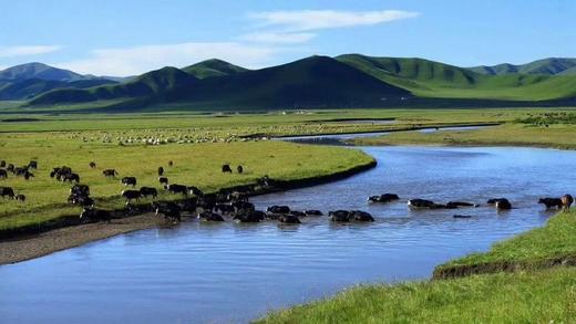 s天赋纯净牦牛纯牛奶200ml*12盒 商品图8