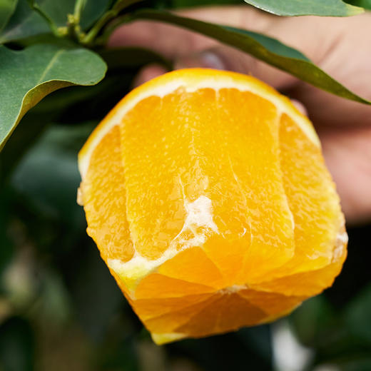【斌哥优选】套袋爱媛果冻橙，可以吸着吃的鲜橙，入口化渣，带叶发货，生态绿色。 商品图3