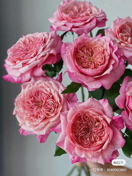 国产玫瑰-【雅致】 商品图0