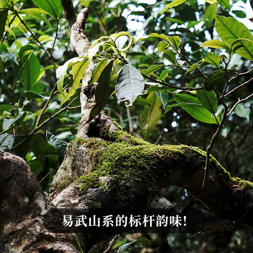 【麻黑】2023年头春头采古茶易武山系的标杆韵味易武小香猪再好喝也没有麻黑的茶香 商品图1