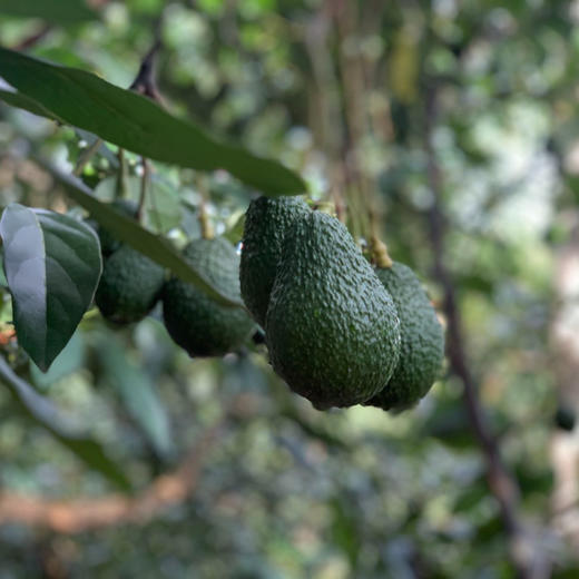 云南孟连【逐南味】哈斯牛油果 肉质细密绵软 入口即化 醇香味浓 商品图3
