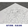 【大彩图】龚雪青工笔画白描底稿圆形小品《葡萄红雀图》临摹勾线花鸟线稿XQ01 商品缩略图4