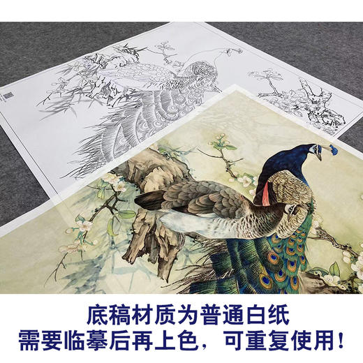 【大彩图】陈军工笔画白描底稿小品《孔雀》临摹勾线花鸟线稿 CJ59 商品图3