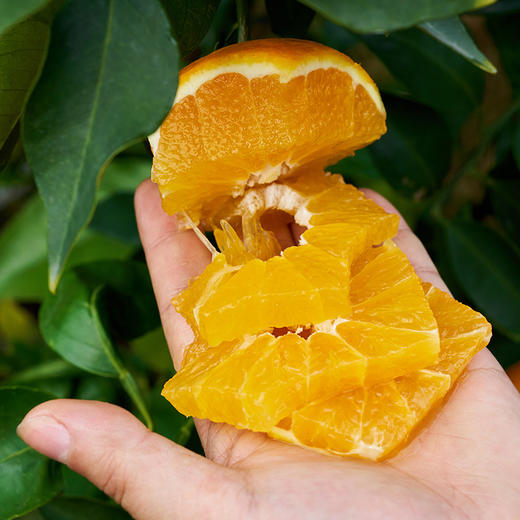 【斌哥优选】套袋爱媛果冻橙，可以吸着吃的鲜橙，入口化渣，带叶发货，生态绿色。 商品图4