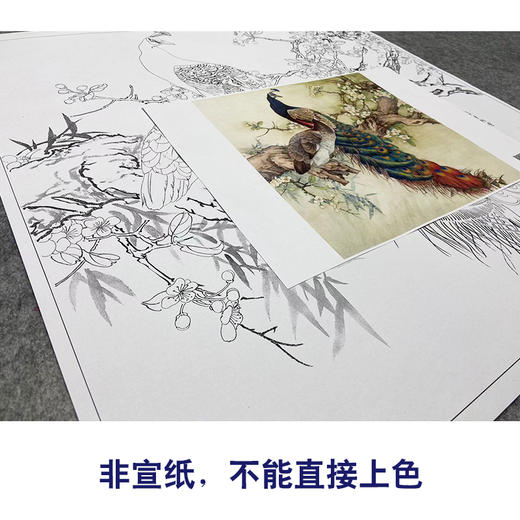 【大彩图】陈军工笔画白描底稿小品《孔雀》临摹勾线花鸟线稿 CJ59 商品图2