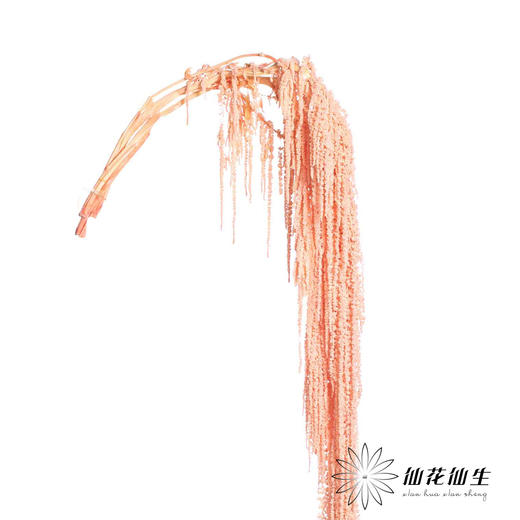 永生花材 | 吊米浅粉 商品图2