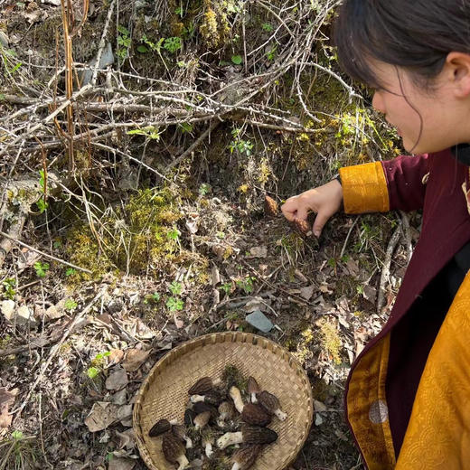 藏地山珍｜野生羊肚菌 纯野生干货 精品 商品图5
