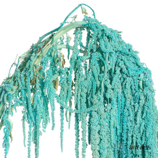 永生花材 | 吊米天蓝 商品图2