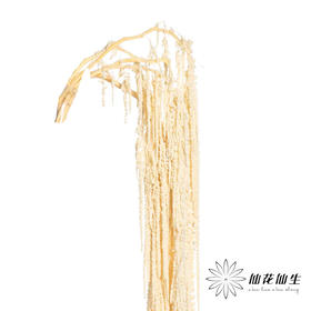 永生花材 | 吊米米白