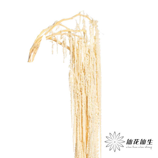 永生花材 | 吊米米白 商品图0