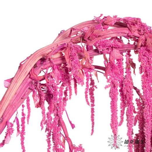 永生花材 | 吊米深粉 商品图3