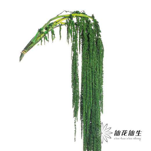 永生花材 | 吊米绿色 商品图1