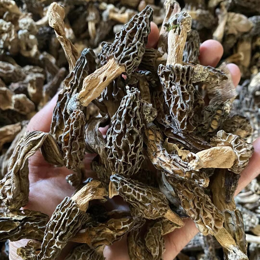 藏地山珍｜野生羊肚菌 纯野生干货 精品