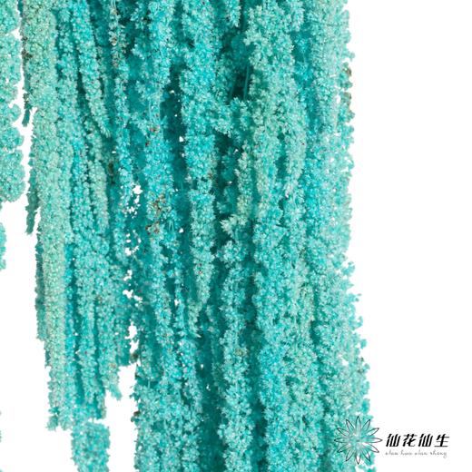 永生花材 | 吊米天蓝 商品图1