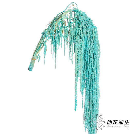 永生花材 | 吊米天蓝 商品图0