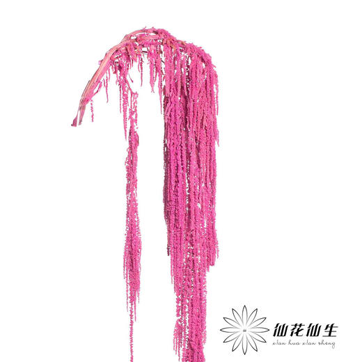 永生花材 | 吊米深粉 商品图1