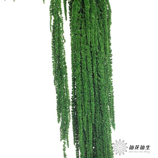 永生花材 | 吊米绿色 商品图3