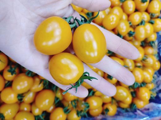 黄金蜜柿2斤 商品图0