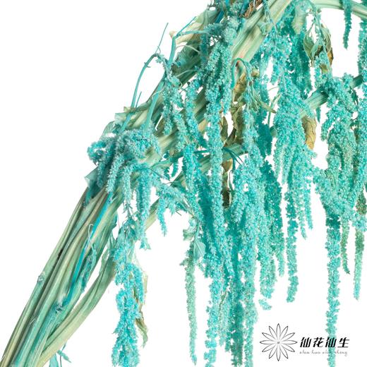 永生花材 | 吊米天蓝 商品图3