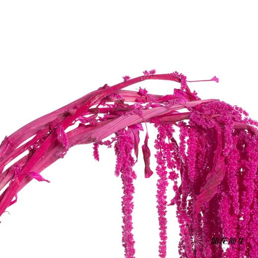 永生花材 | 吊米粉紫 商品图2