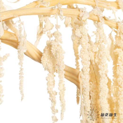 永生花材 | 吊米米白 商品图1