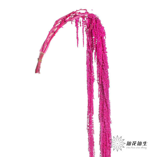 永生花材 | 吊米粉紫 商品图1
