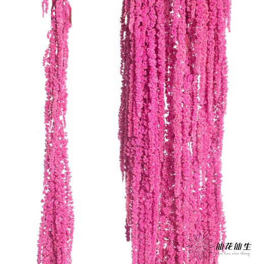 永生花材 | 吊米深粉 商品图0