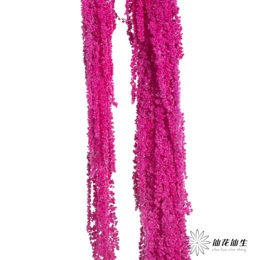 永生花材 | 吊米粉紫 商品图0
