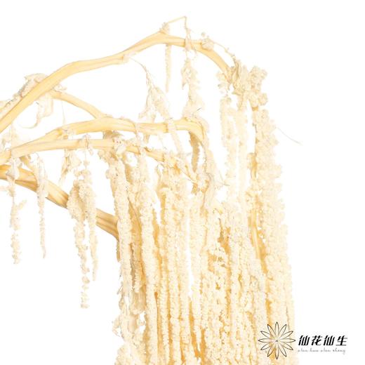 永生花材 | 吊米米白 商品图3