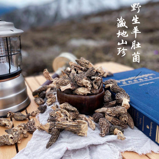 藏地山珍｜野生羊肚菌 纯野生干货 精品 商品图1