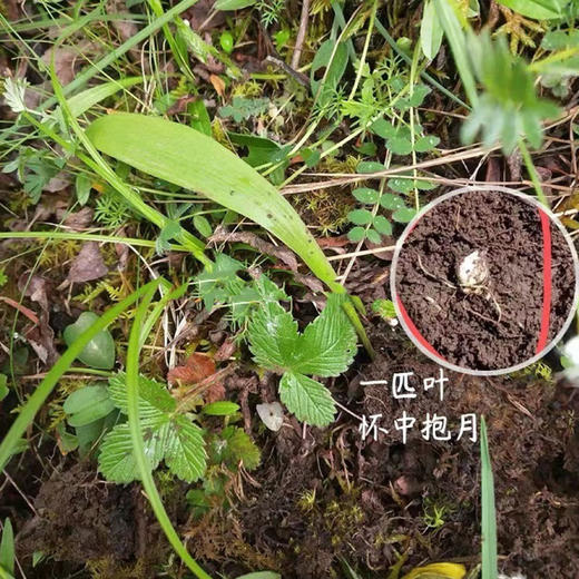 藏贝母 商品图2