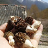藏地山珍｜野生羊肚菌 纯野生干货 精品 商品缩略图2
