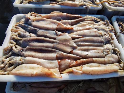 丨生态丨野生海捕鲜冻黄海鱿鱼【约600克/袋】天朝海域 | 野生海捕 | 非进口货 | 速冻控温发货【买二送一】 商品图2