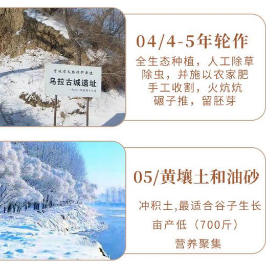 【乌拉白小米】源自清朝贡米产地 保胚芽 富含多种维生素 矿物质 叶酸含量高 粘软爽口 米香浓郁 回味悠长 商品图1