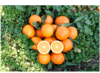 赣南脐橙试吃尝鲜 4个装 商品缩略图0