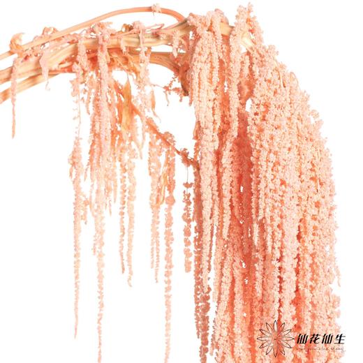 永生花材 | 吊米浅粉 商品图1