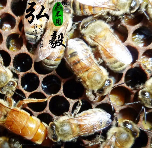 【弘毅六不用生态农场】生态养殖 蜂王浆230g/份 商品图3