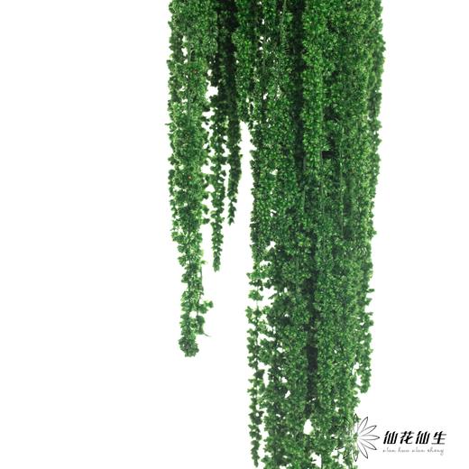 永生花材 | 吊米绿色 商品图0