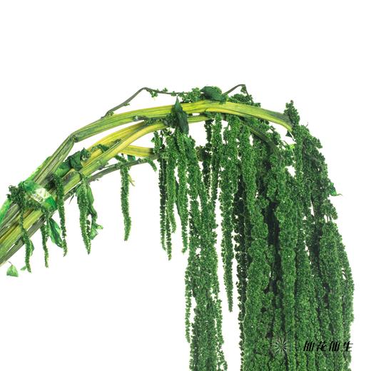 永生花材 | 吊米绿色 商品图2