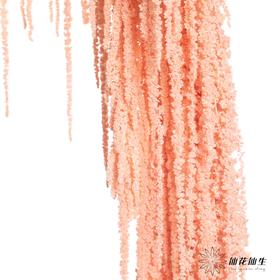 永生花材 | 吊米浅粉