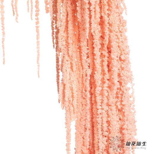 永生花材 | 吊米浅粉 商品图0