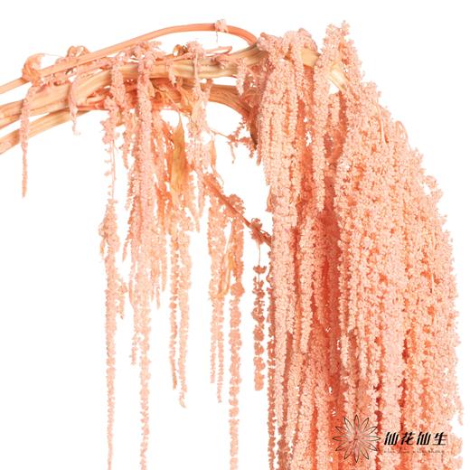 永生花材 | 吊米浅粉 商品图3