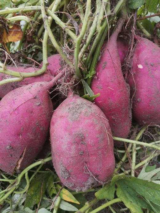 预售洁净环境自然晒干的永嘉农家地瓜干红薯干500g袋装 商品图5