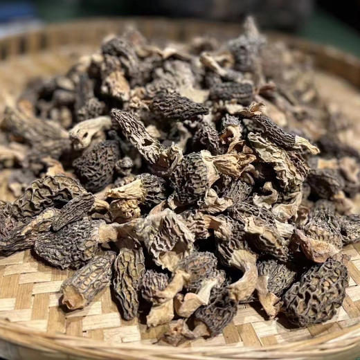 藏地山珍｜野生羊肚菌 纯野生干货 精品 商品图4