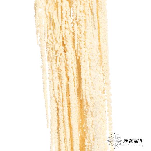 永生花材 | 吊米米白 商品图2