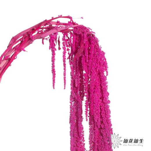 永生花材 | 吊米粉紫 商品图3
