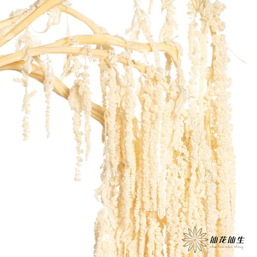 永生花材 | 吊米米白 商品图4