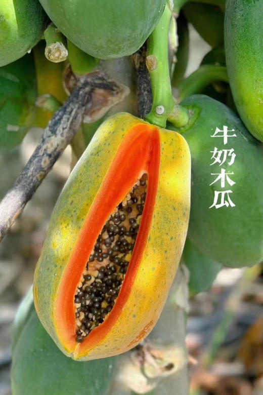 心头好！树熟牛奶木瓜口感也太好了，甜蜜水润，也可以用勺子挖着吃～ 商品图4